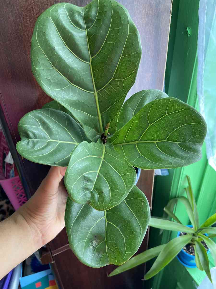 ficus Lyrata - Brooklyn, New York