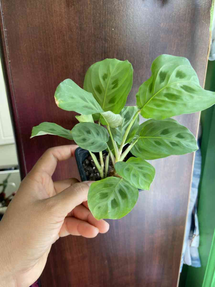 maranta Leuconeura - Brooklyn, New York