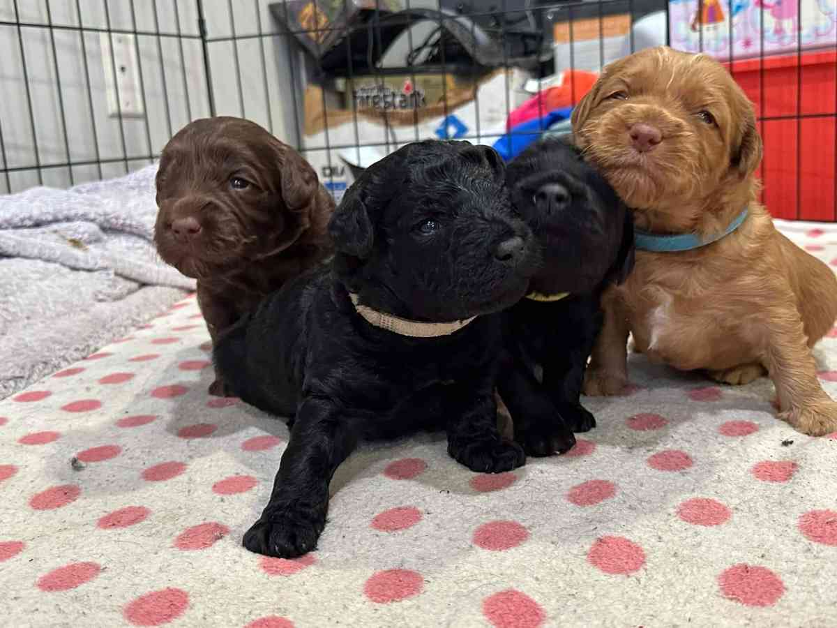 do write me shots including documents and record - Middletown, New York - FleaMarketBay