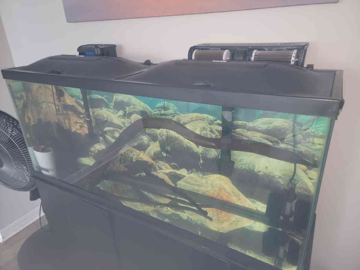 75 gallon Aquarium - Pembroke Pines, Florida - FleaMarketBay