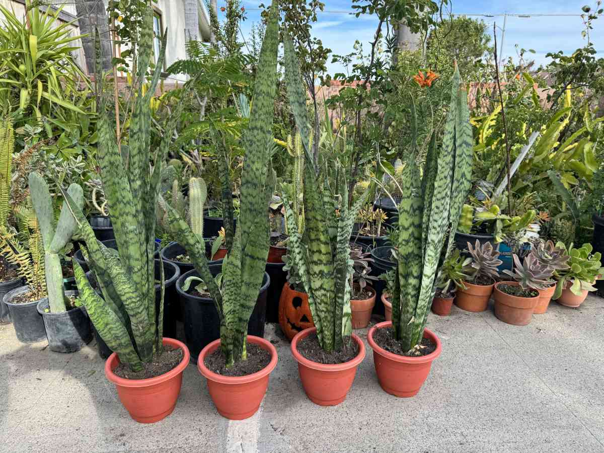 snake plant - Garden Grove, California