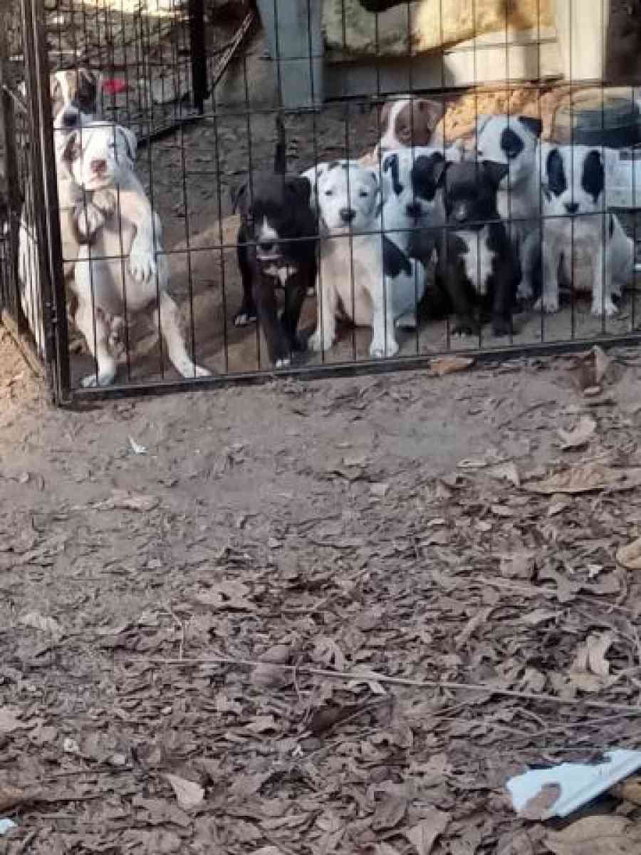 puppies  for free to a good home - Aiken, South Carolina - FleaMarketBay
