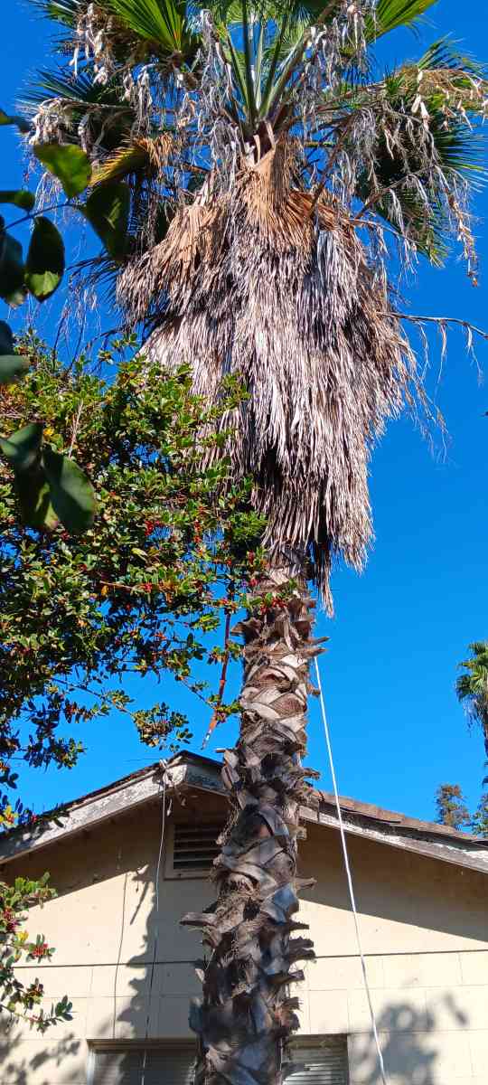 tree climbing trimminf - Visalia, California - FleaMarketBay