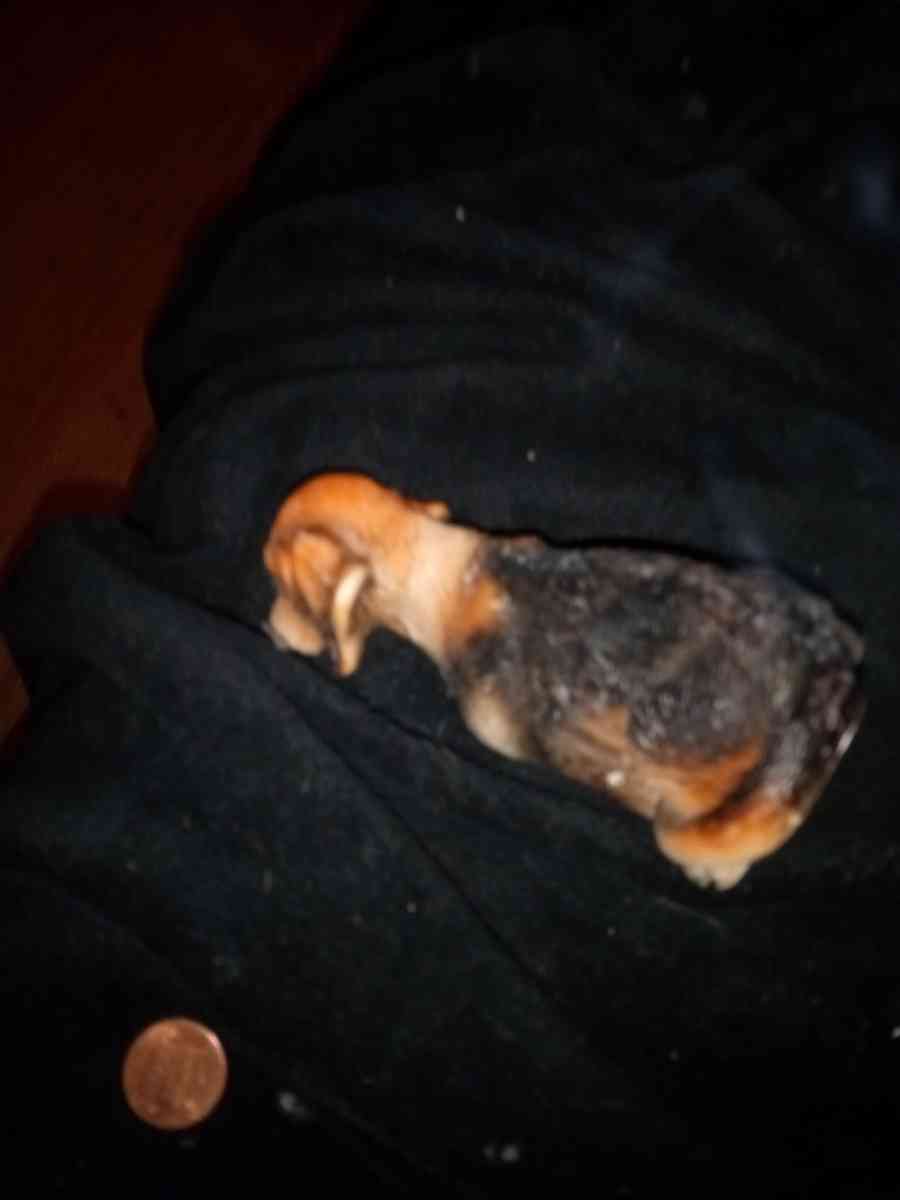 dog figurine - Dedham, Massachusetts - FleaMarketBay