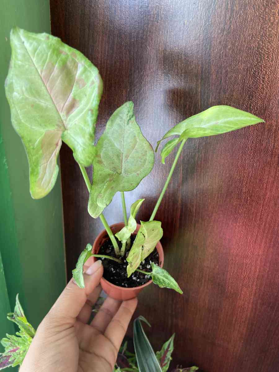 syngonium confetti - Brooklyn, New York - FleaMarketBay