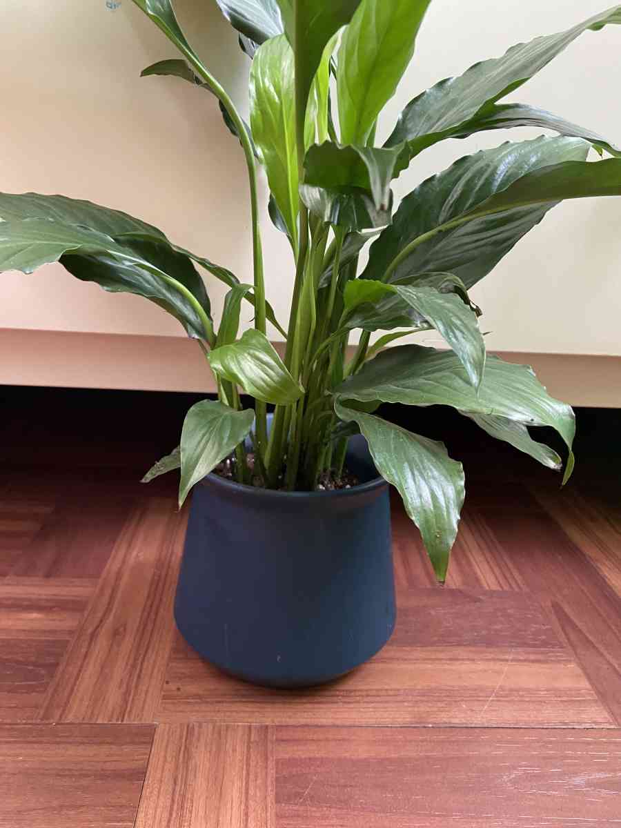 peace lily with creamic pot - Brooklyn, New York - FleaMarketBay