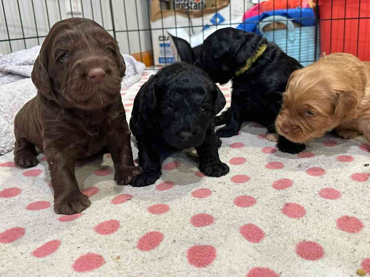 do write me shots including documents and record - Middletown, New York - FleaMarketBay