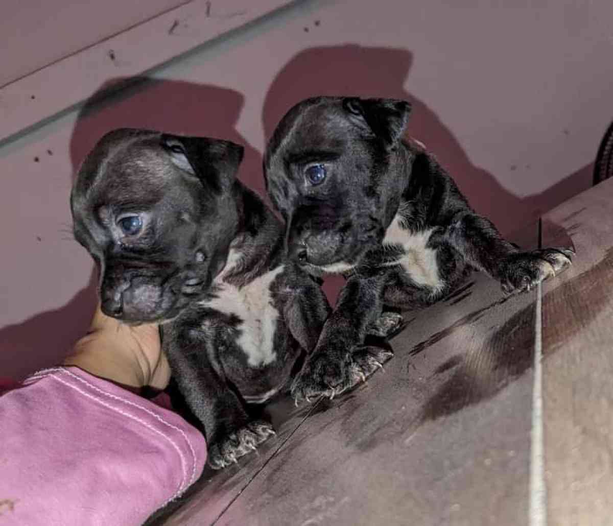 puppies - Killeen, Texas