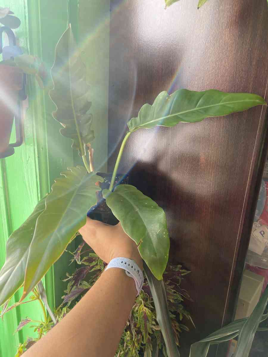 philodendron jungle boogie - Brooklyn, New York - FleaMarketBay