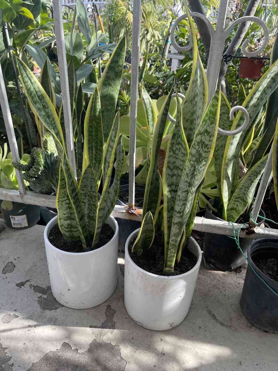 snak plant in ceramic pot - Garden Grove, California