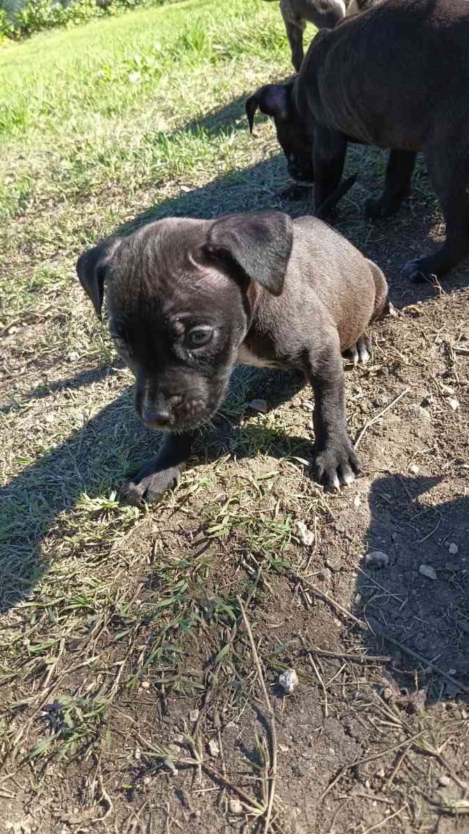 puppies - Killeen, Texas - FleaMarketBay