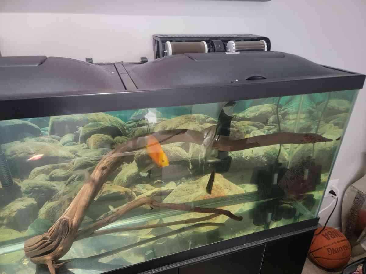 75 gallon Aquarium - Pembroke Pines, Florida