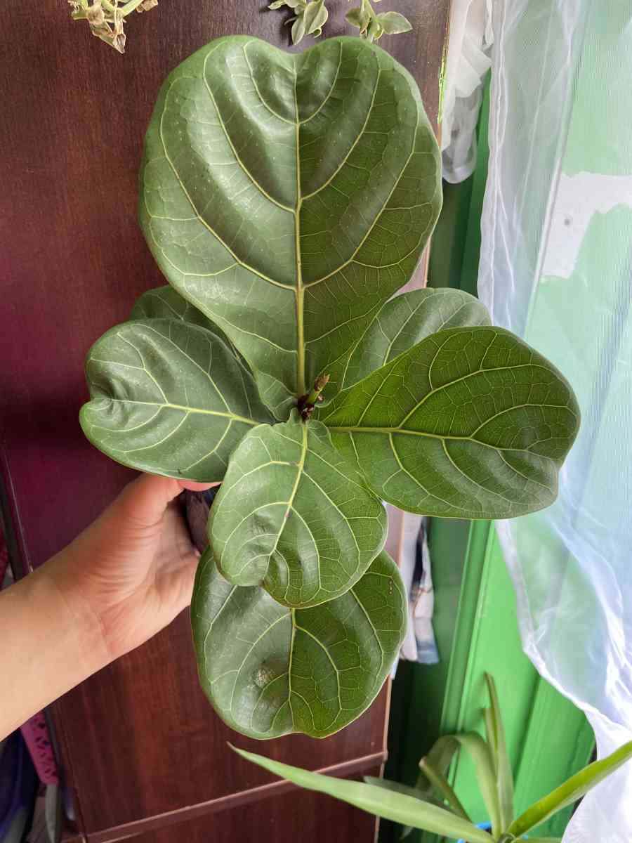 ficus Lyrata - Brooklyn, New York - FleaMarketBay