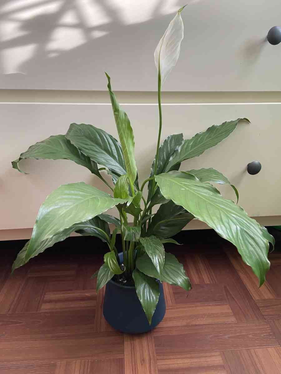 peace lily with creamic pot - Brooklyn, New York - FleaMarketBay