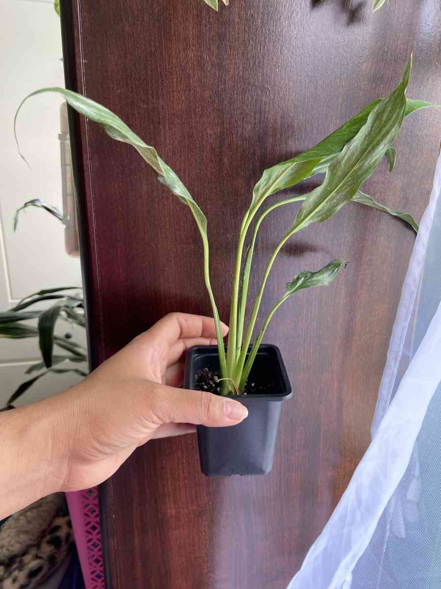 philodendron red emerald - Brooklyn, New York