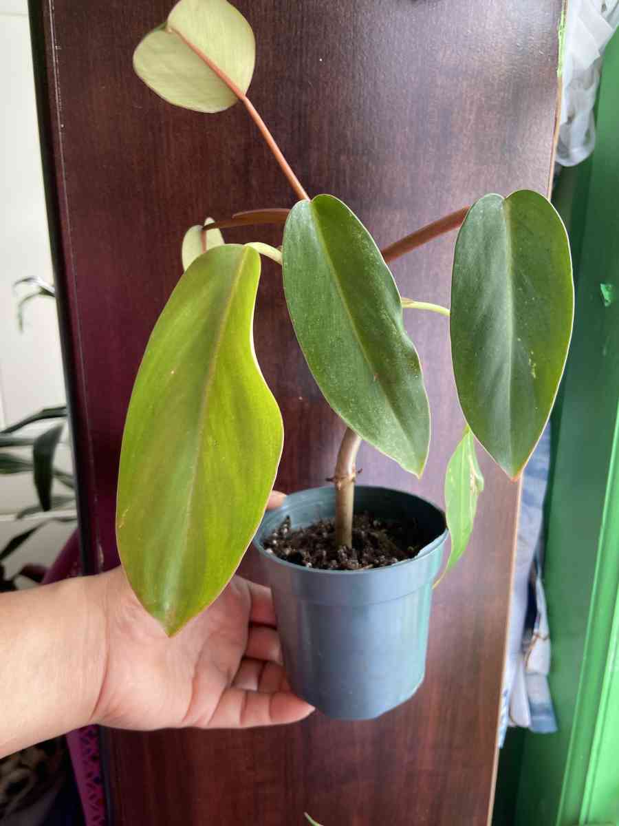 philodendron red emerald - Brooklyn, New York - FleaMarketBay