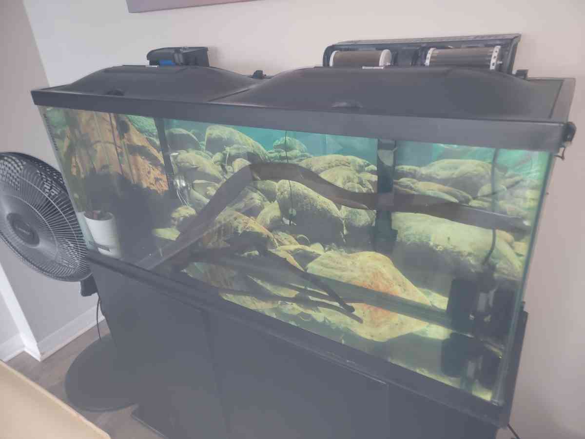 75 gallon Aquarium - Pembroke Pines, Florida - FleaMarketBay