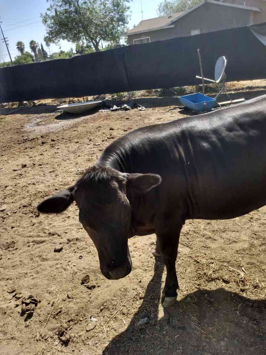 Bags of Fresh Manure - Visalia, California - FleaMarketBay