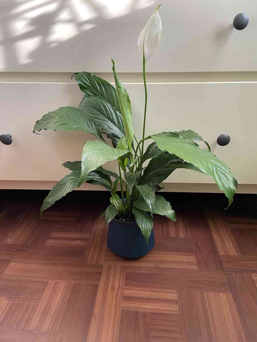 peace lily with creamic pot - Brooklyn, New York