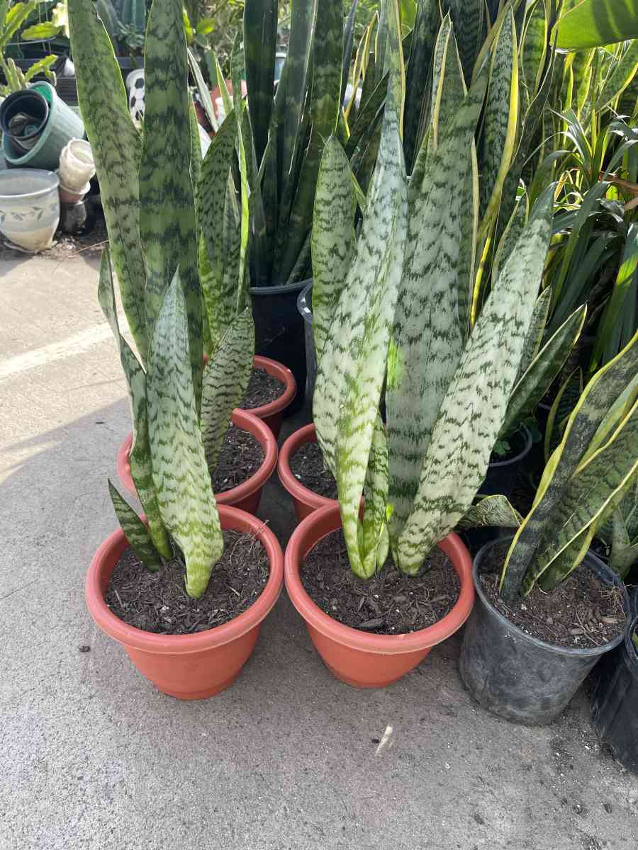 snake plant - Garden Grove, California