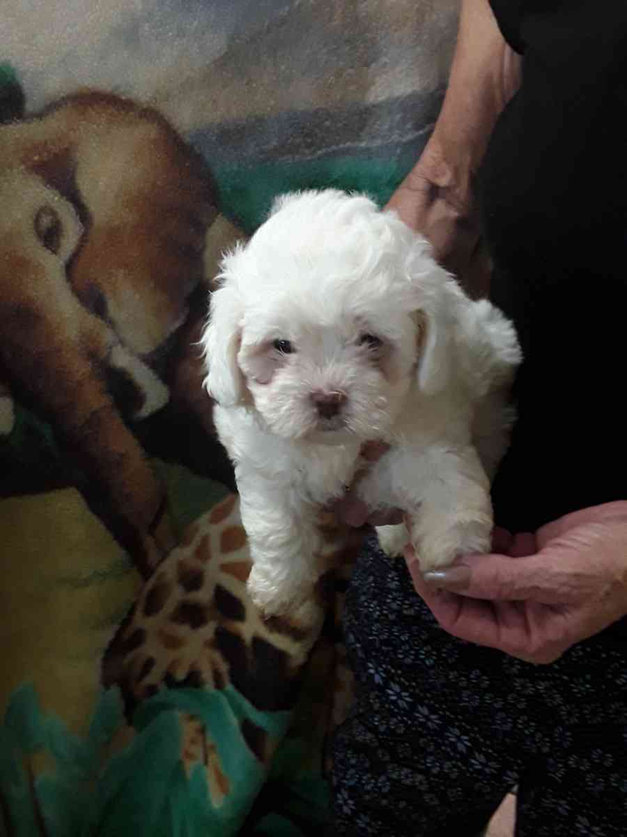 puppies - Sassafras, Kentucky - FleaMarketBay