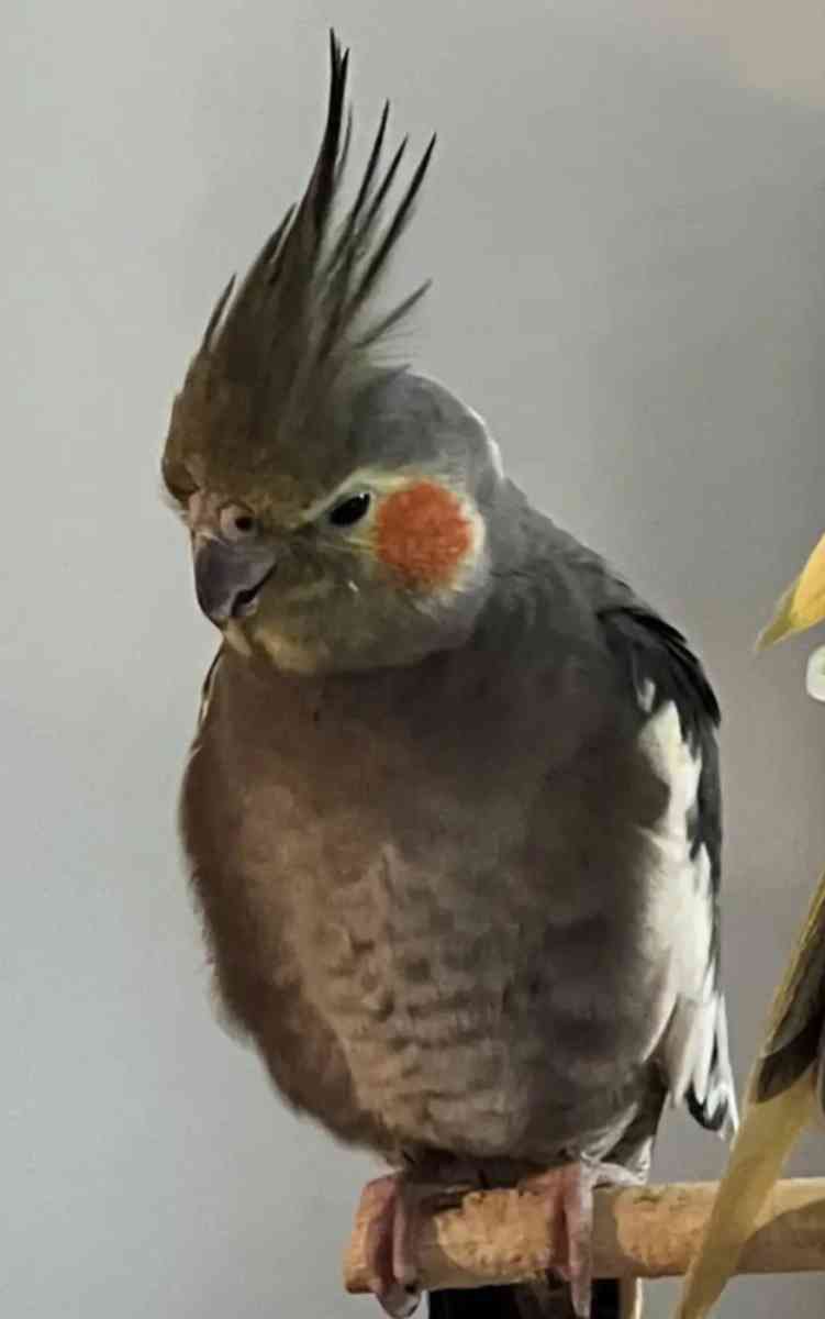 Large  Bird Cage  With Two cockatiel - Orlando, Florida