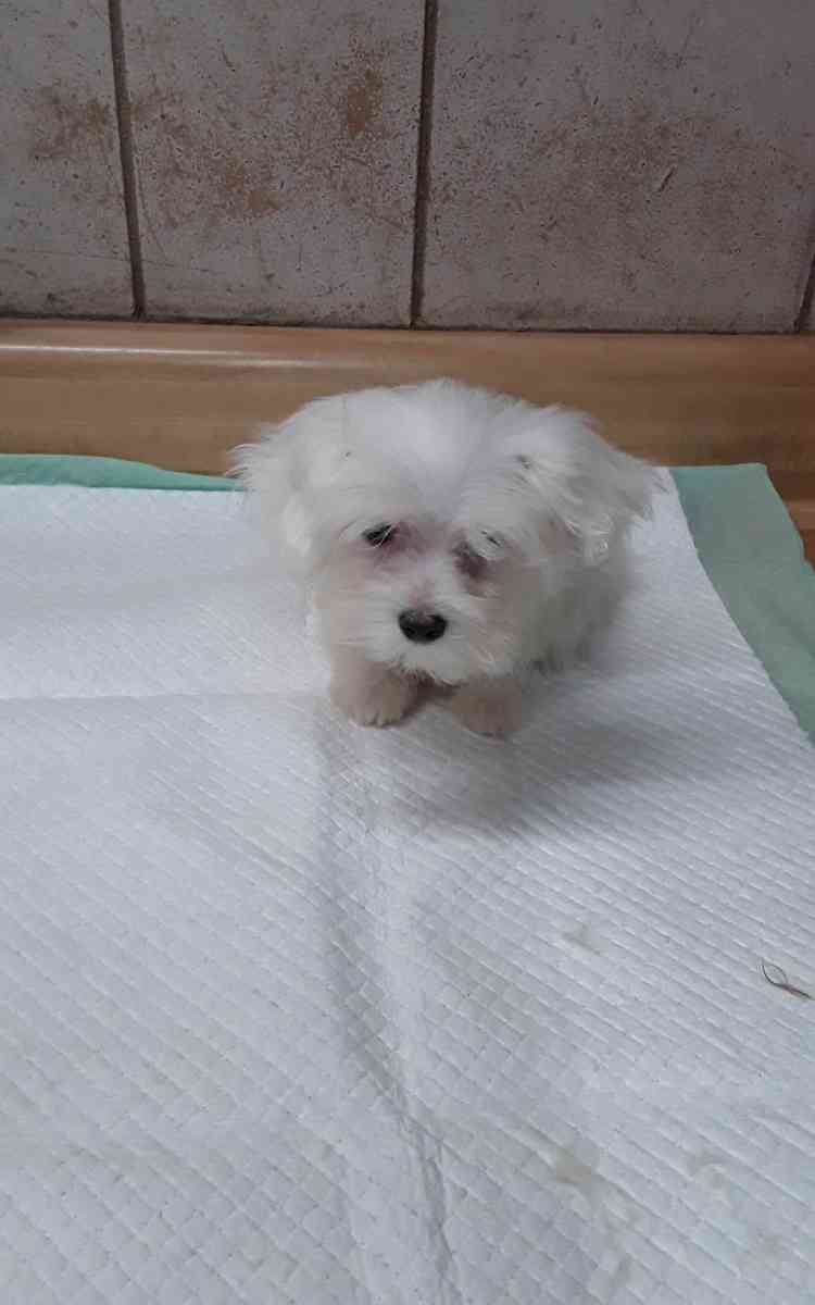 puppies - Sassafras, Kentucky - FleaMarketBay