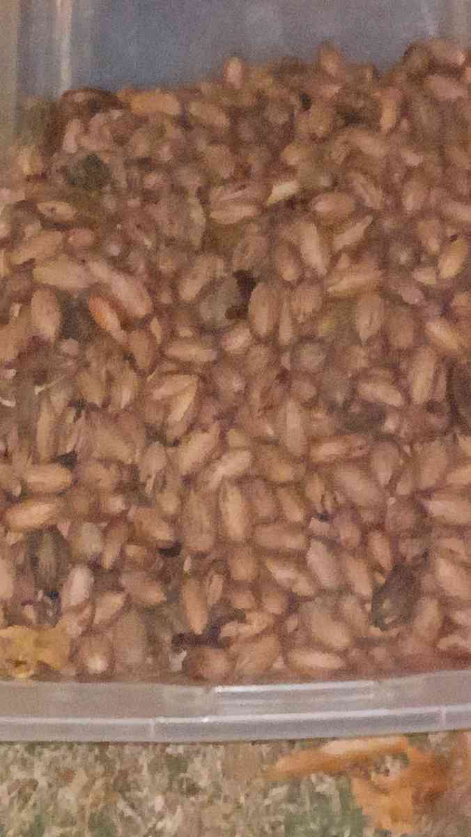 Pecans 5 gallon bucket or 3 per pound - Little Rock, Arkansas