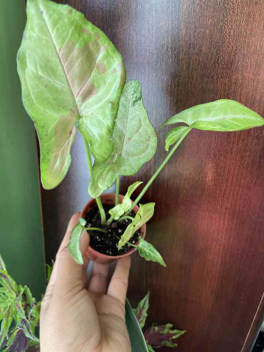 syngonium confetti - Brooklyn, New York - FleaMarketBay