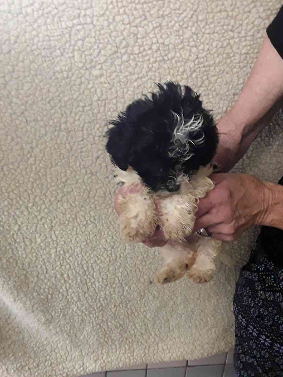 puppies - Sassafras, Kentucky - FleaMarketBay