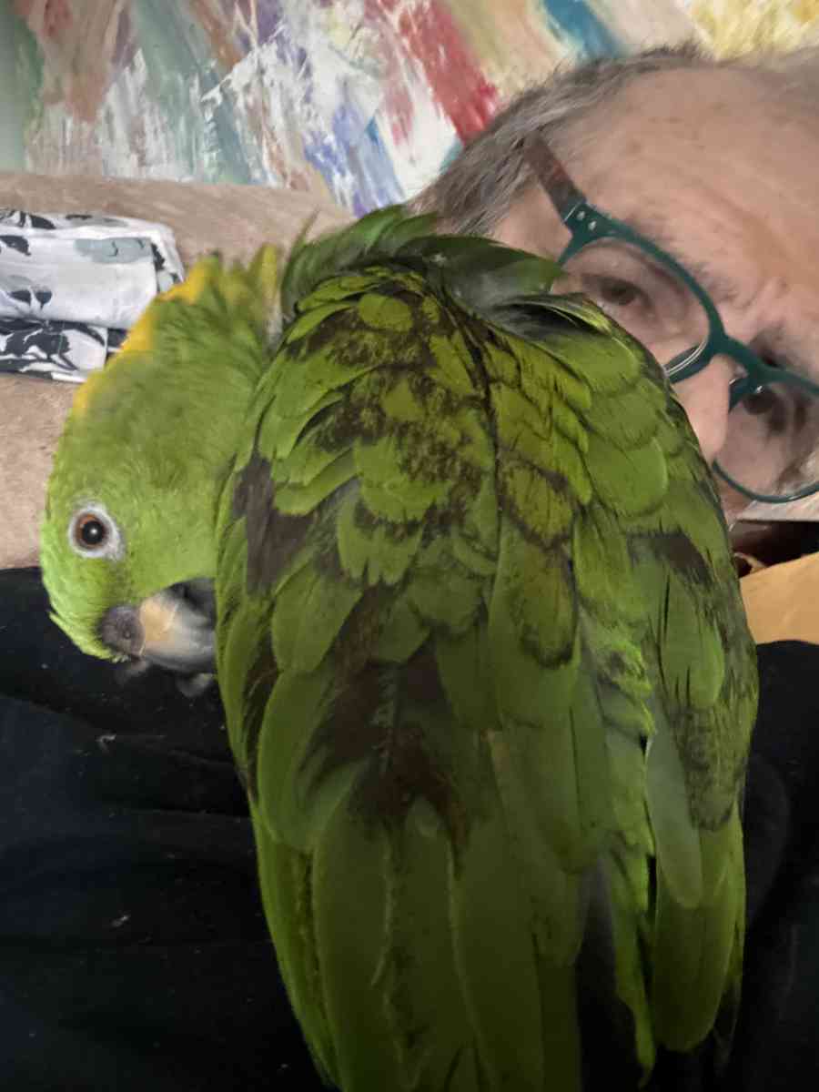 2  Perelli tires 19 inches - Bethel, Connecticut - FleaMarketBay