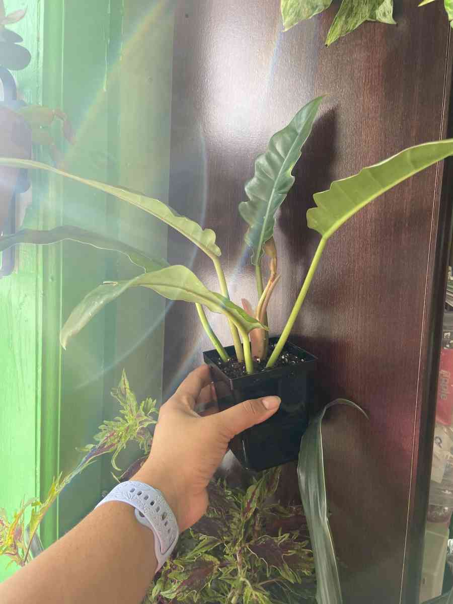 philodendron jungle boogie - Brooklyn, New York - FleaMarketBay