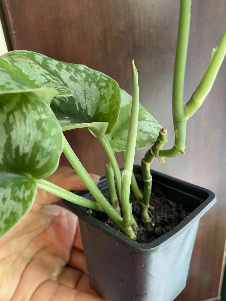 Scindapsus - Brooklyn, New York - FleaMarketBay