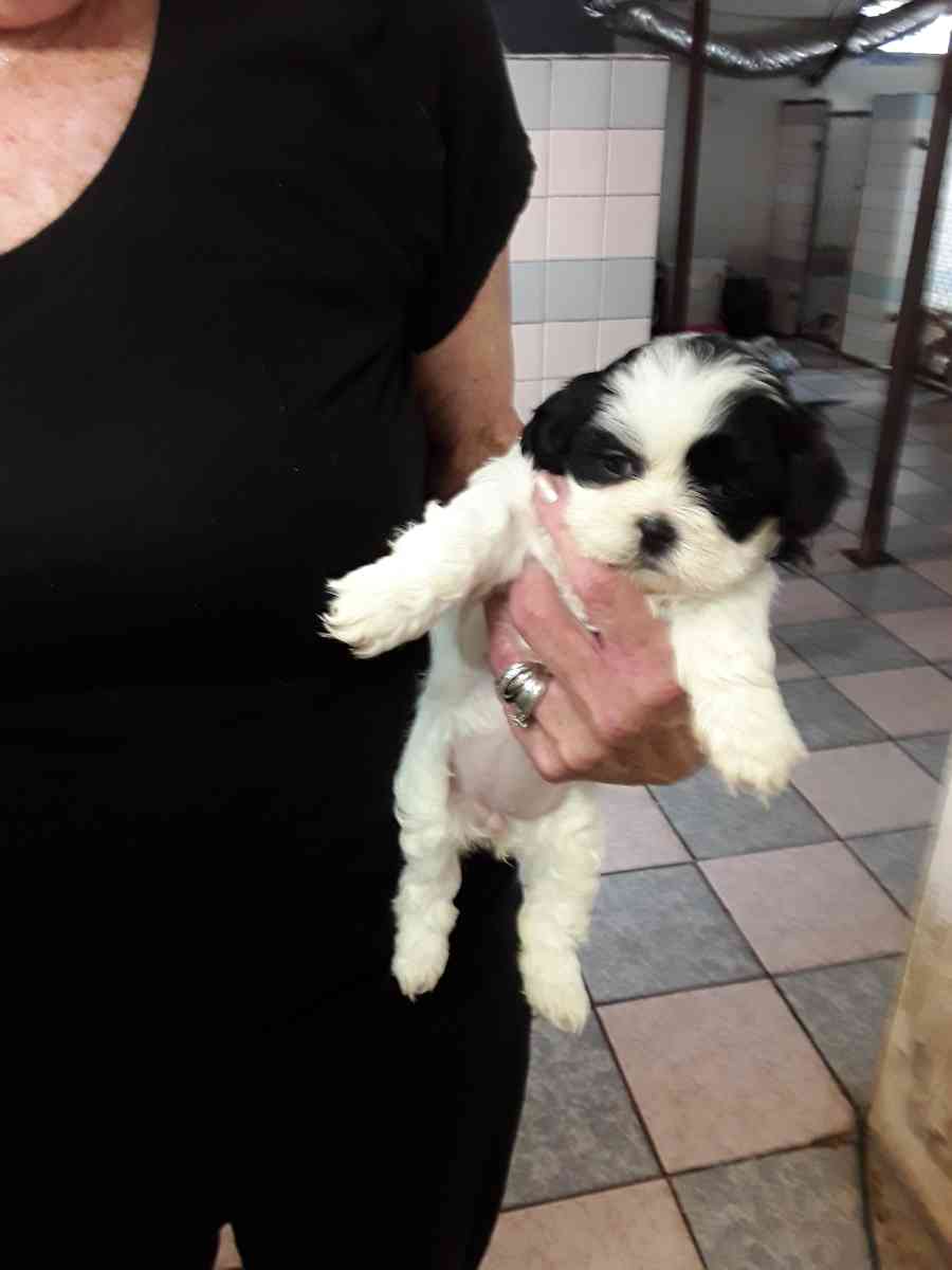 shihpoo puppies - Sassafras, Kentucky - FleaMarketBay