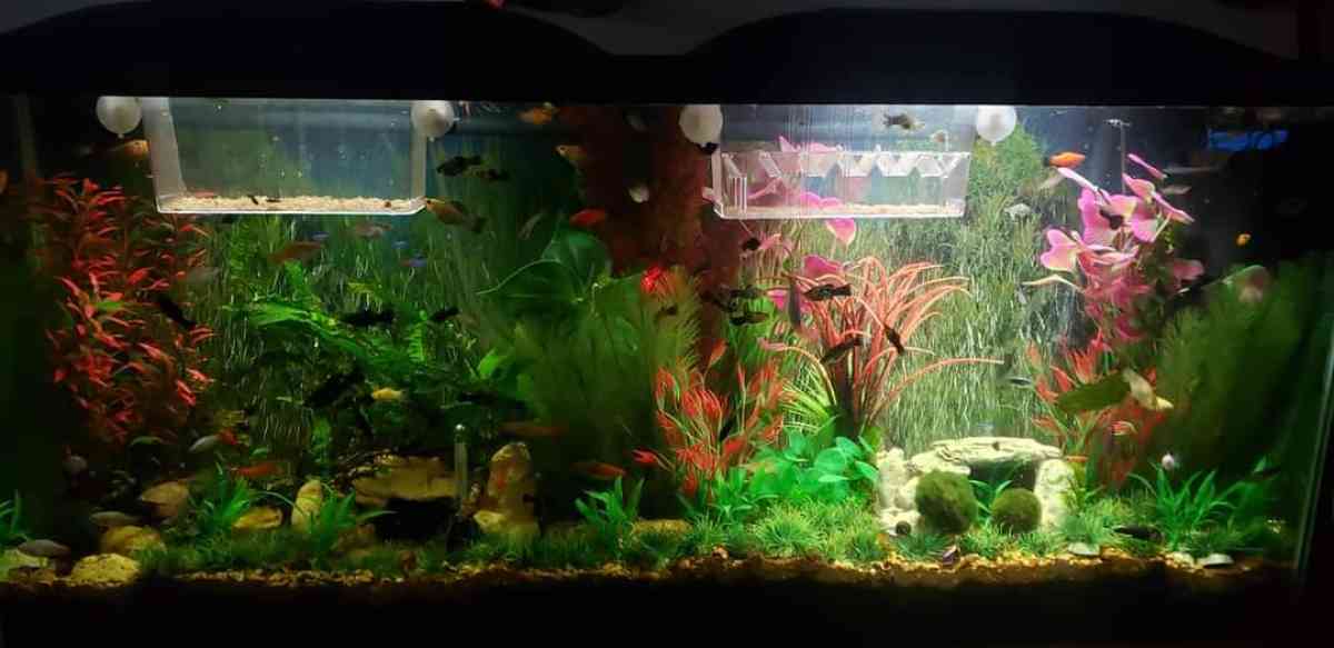 55 gal fish tank - San Antonio, Texas