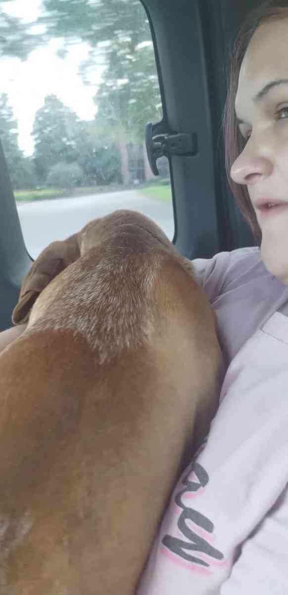 Dog love - Vinemont, Alabama - FleaMarketBay