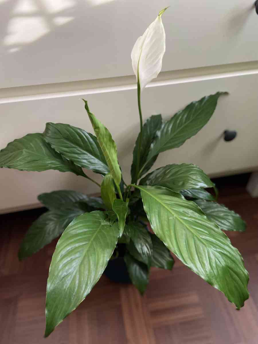 peace lily with creamic pot - Brooklyn, New York - FleaMarketBay