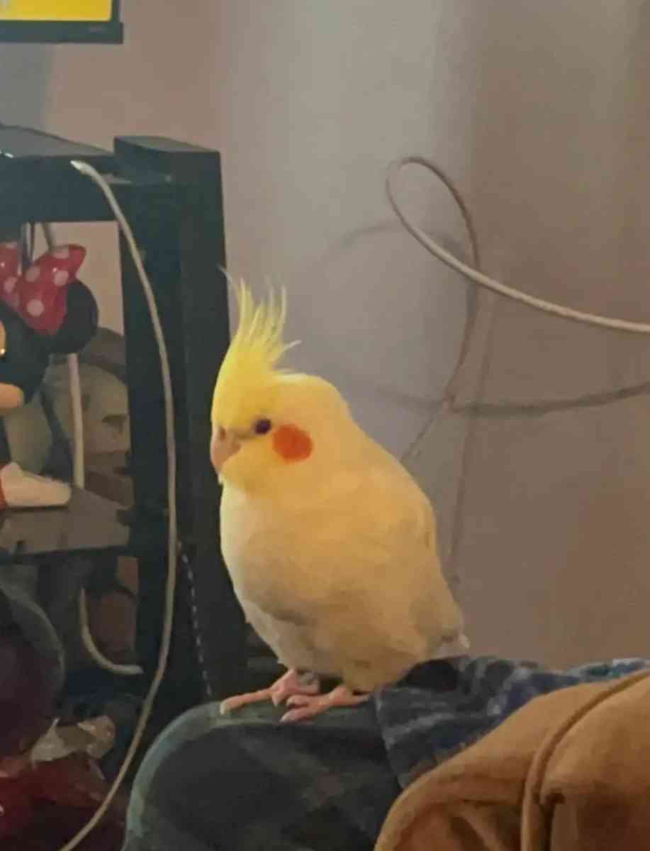 Large  Bird Cage  With Two cockatiel - Orlando, Florida - FleaMarketBay