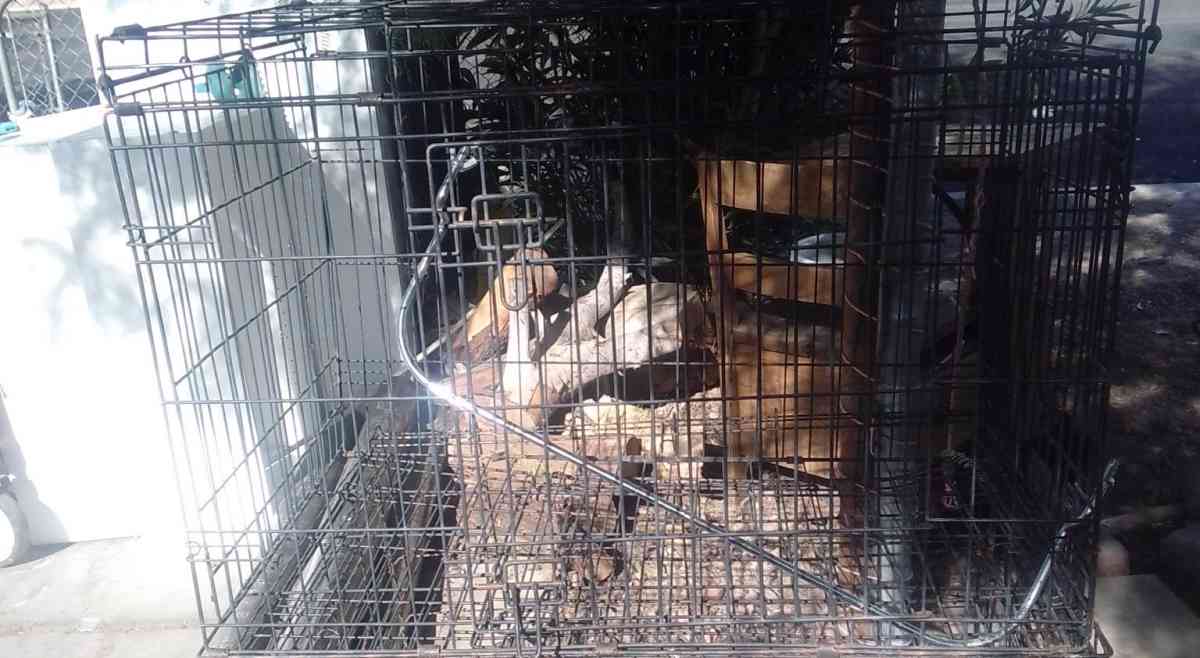 Dog Kennels Cages - Las Vegas, Nevada - FleaMarketBay