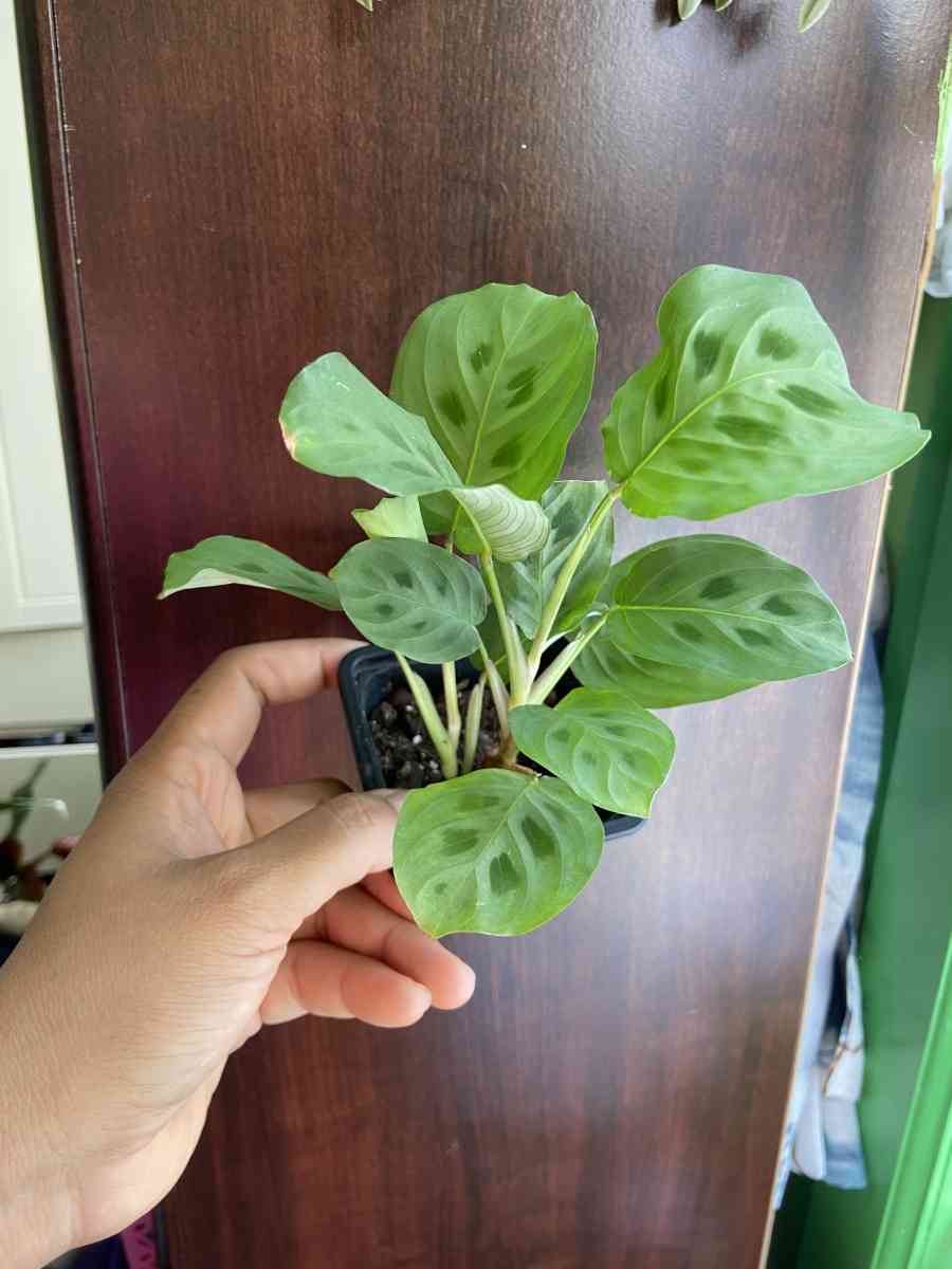 maranta Leuconeura - Brooklyn, New York - FleaMarketBay