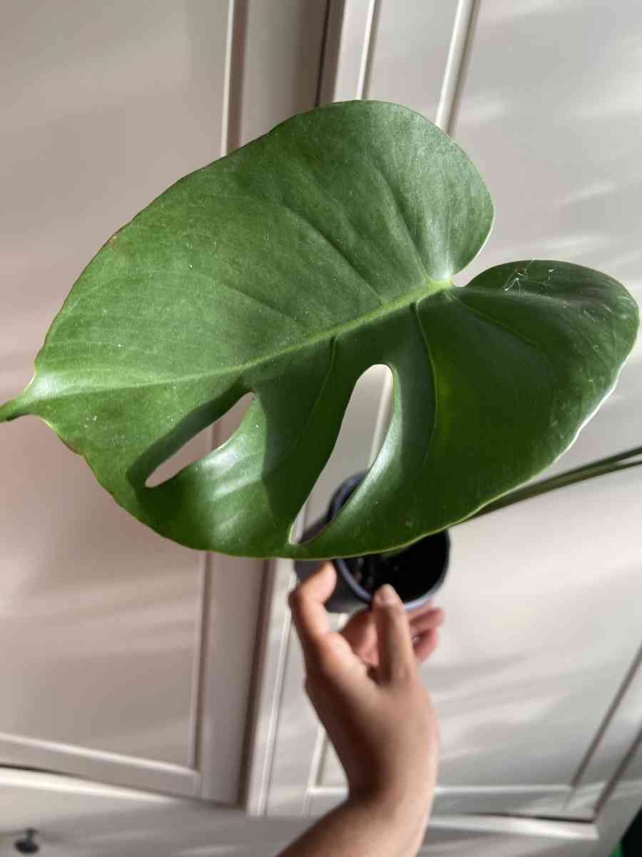 monstera - Brooklyn, New York - FleaMarketBay