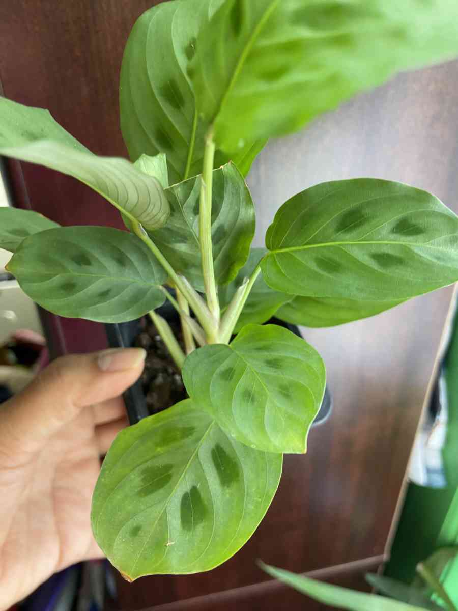 maranta Leuconeura - Brooklyn, New York - FleaMarketBay