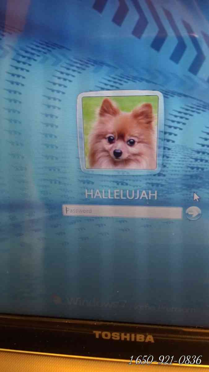 great one magically one - San Joaquin, California