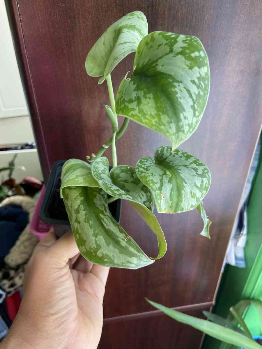 Scindapsus - Brooklyn, New York