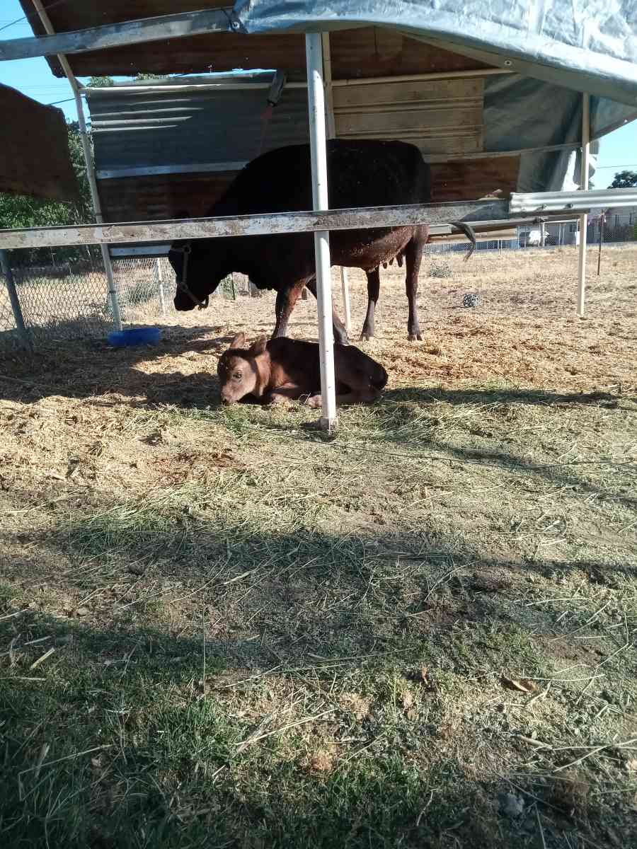 Bags of Fresh Manure - Visalia, California - FleaMarketBay