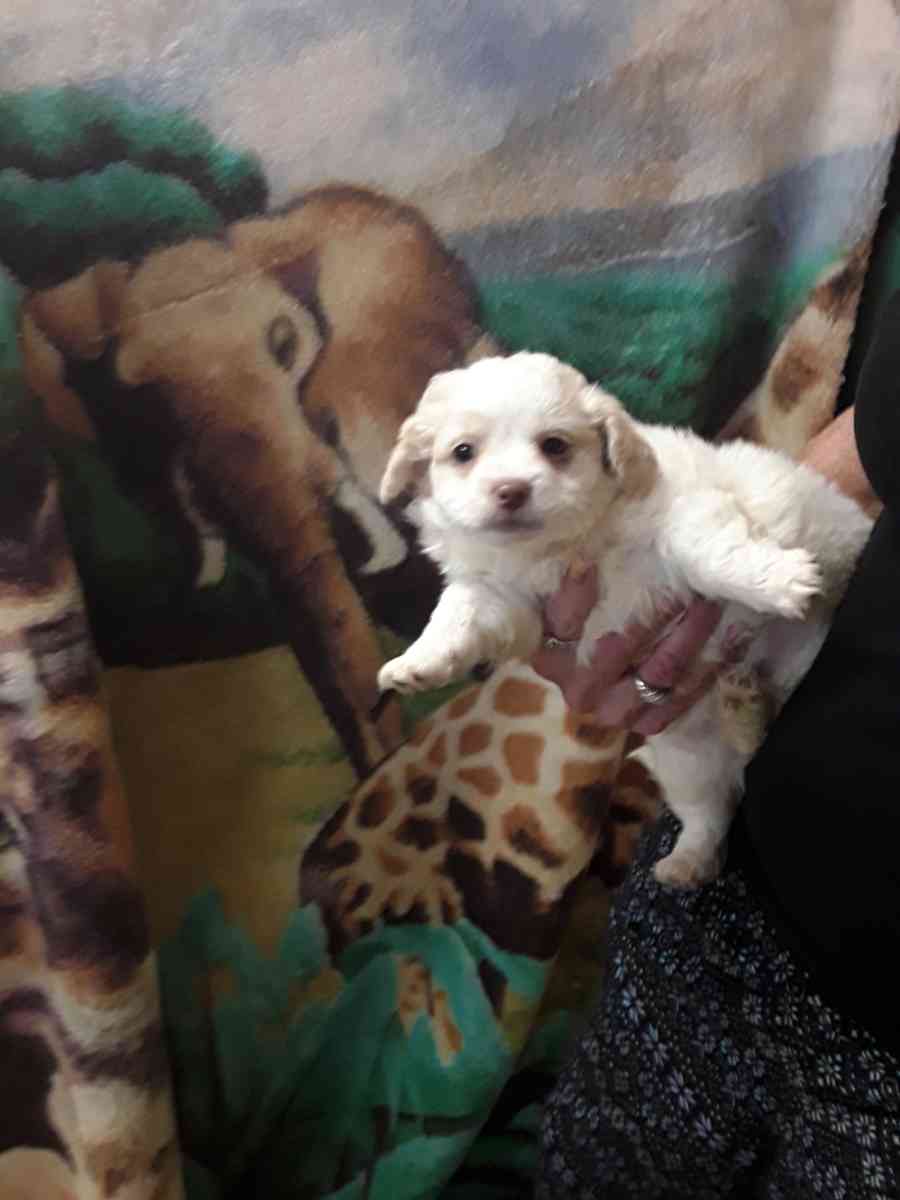 shihpoo puppies - Sassafras, Kentucky - FleaMarketBay