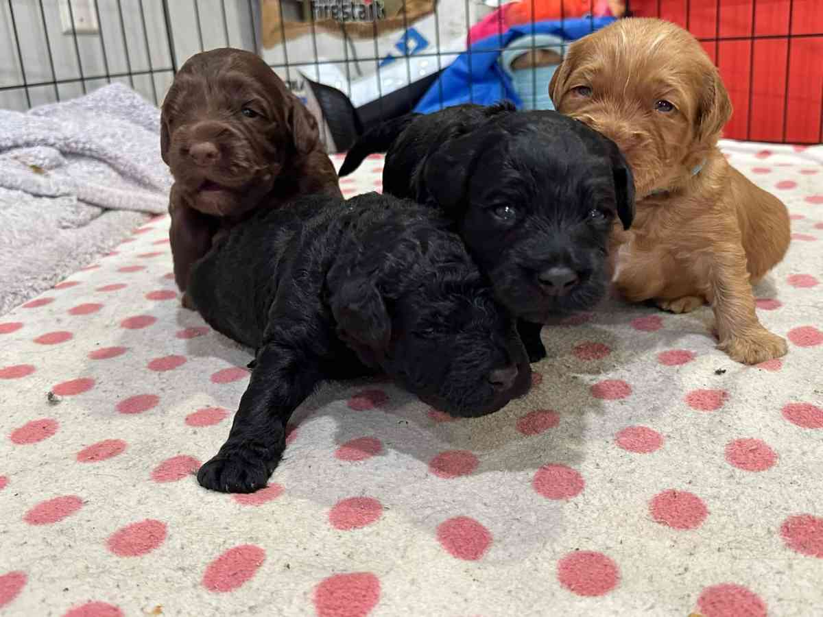 do write me shots including documents and record - Middletown, New York - FleaMarketBay