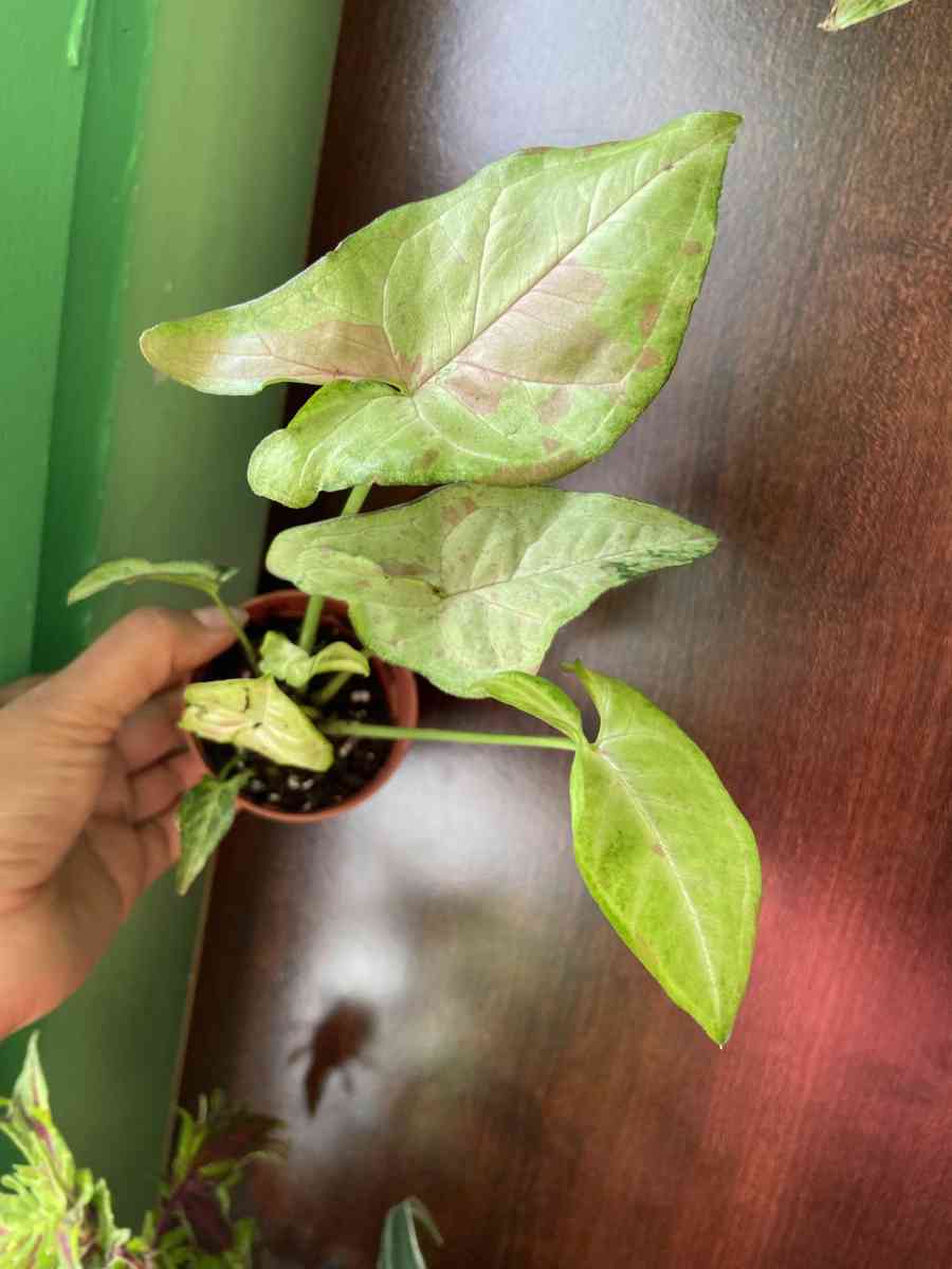 syngonium confetti - Brooklyn, New York