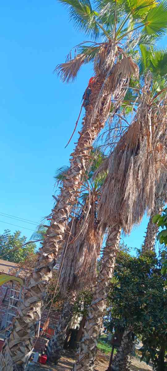 tree climbing trimminf - Visalia, California - FleaMarketBay