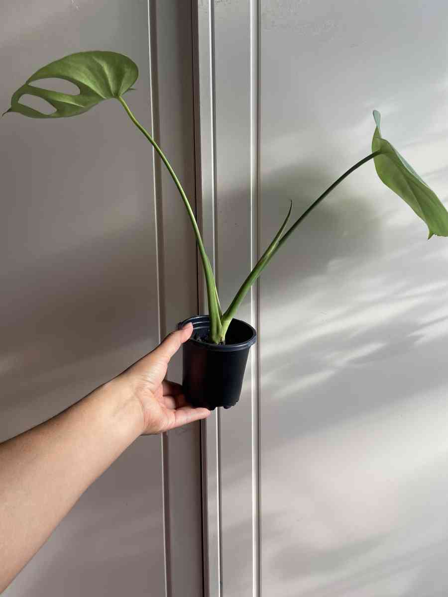 monstera - Brooklyn, New York